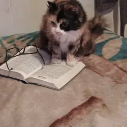 Persian Cat