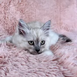 Fluffy & Cuddly RagaMuffin Kittens
