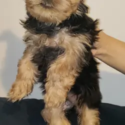 Yorkshire terrier puppy female