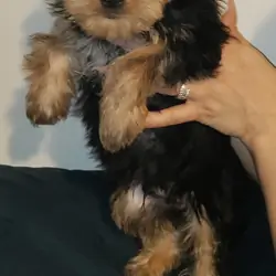 Yorkshire terrier puppy male