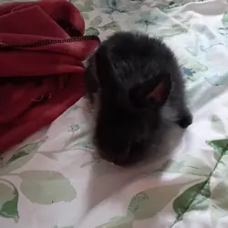 Black Male dwarf bunny