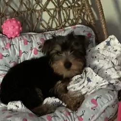 Yorkies