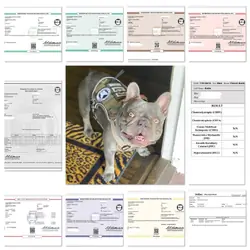 OFA Frenchie