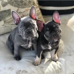 Fluffy frenchie