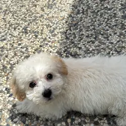 Puppy