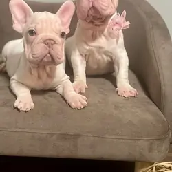 Puppies