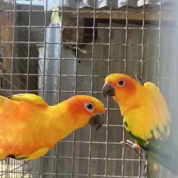 Sun conures