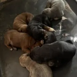 Puppies