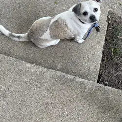 8 year Dog