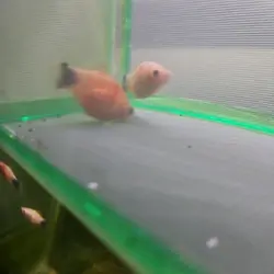 VERY Rare Tiger Striped Mickey Mouse Platy