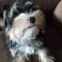 Yorkshire Terrier Male Puppy