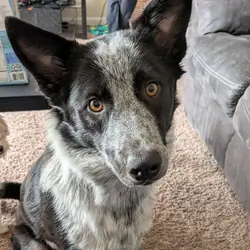 Australian Cattle dog (Biscuit)