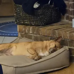 Dog named Abby