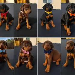 Doberman pups