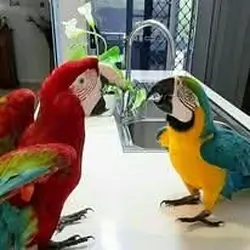 Talking Scarlet Macaw Parrots for adoption