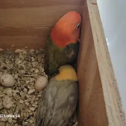 Lovebird Opaline $200 ea.