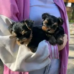 Beautiful teacup Yorkie puppies for adoption