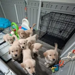 Gorgeous friendly Golden Retriever puppies Availab