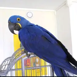 Baby hyacinth macaw available