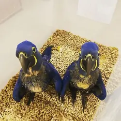 Baby hyacinth macaw available