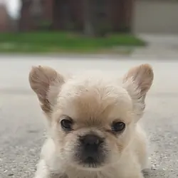 Elite French Bulldogs — O.D. x Kisses Litter