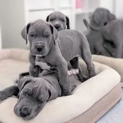 Great Dane Puppies for adoption