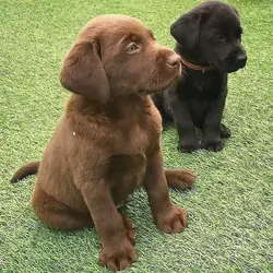 Labrador Retriever puppies for adoption