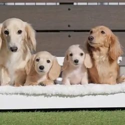 Mini Dachshund puppies