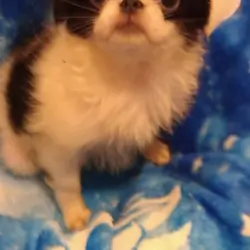Japanese Chin puppy