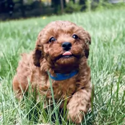 Toy poodle pups 2 litters