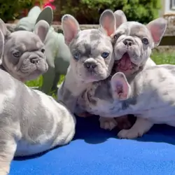 Adorable Blue Merle French Bulldog Puppies