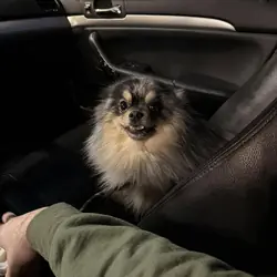Male Pomeranian