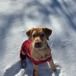 Dog