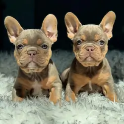 Adorable French Bulldog Puppies – Blue Fawn