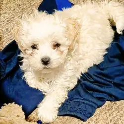 Maltipoo Puppy