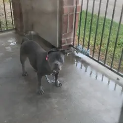 Dog