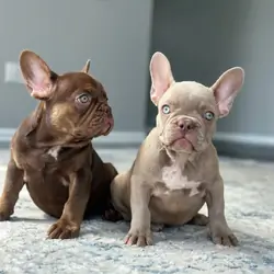 Adorable French Bulldog Puppies