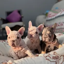 Velvet Frenchie