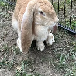 Ginger