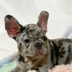 Frenchie of the Day