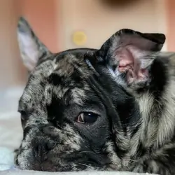 French Bulldog Puppies For Sale