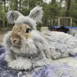 Frizzle McFluffyPants