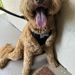 Goldendoodle