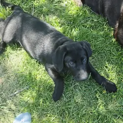 Chocolate Labrador puppies