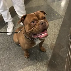 Dog