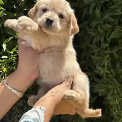 Golden retriever puppies
