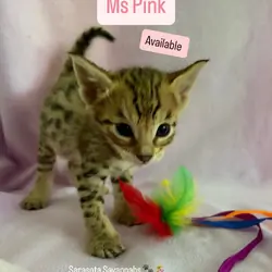 F3 Savannah Kittens