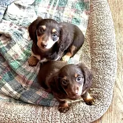 Mini Dachshund Pups - Female