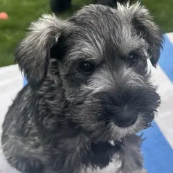 Miniature Schnauzer Puppies