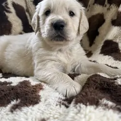 English cream golden retriever